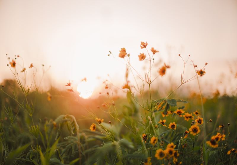 Flowers at Sunset
